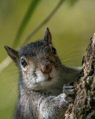 Closeup of a gray squirrel