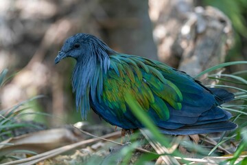 Closeup of Nicobar pigeon