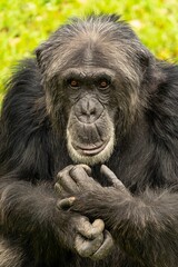 vertical shot of a chimpanzee sitting with its hands clasped in front of its chest