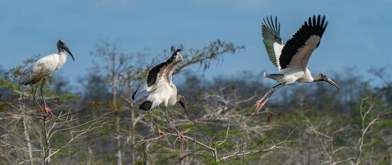 White birds soaring gracefully through the air near a lush landscape of weathered trees