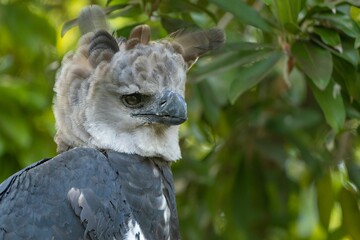 Portrait of a Harpy Eagle on a tree in a forest with a blurry background