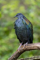 Nicobar pigeon perched atop a wooden branch against a green background. Caloenas nicobarica.