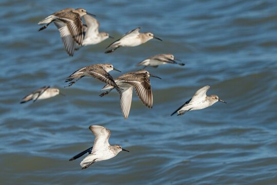 Flock of dunlin birds flying over the ocean water.