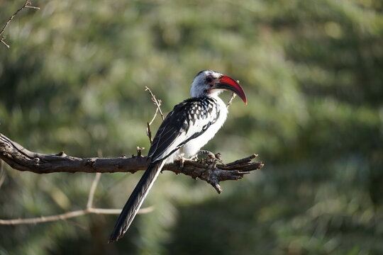 red billed hornbill in the wild