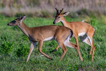 two antelopes are running in the grass and in the open field