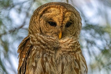 Beautiful brown barred owl perched on a branch of a leafy tree