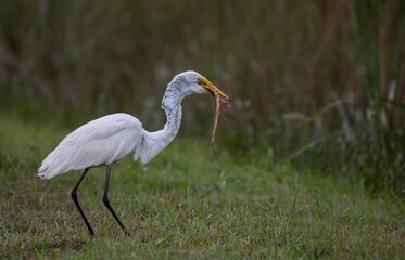 White stork eating a snake, standing on green grass