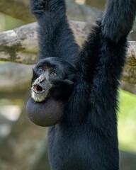 Vertical shot of a black siamang gibbon hanging on a tree branch