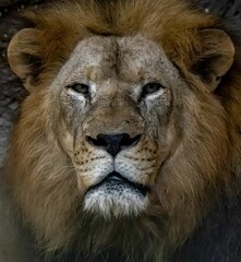 a lion that is looking into the camera lens while standing