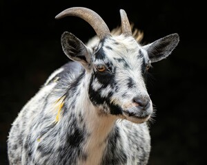 American Pygmy goat standing against a black background