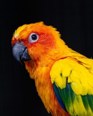 Close-up of a yellow Solar aratinga (Aratinga solstitialis) parrot against a black background