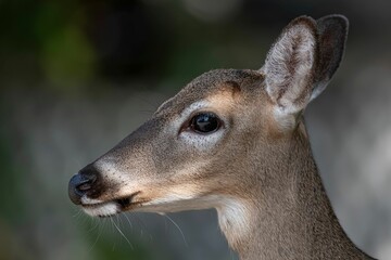 Beautiful portrait of a Key deer standing in the forest on a sunny day with a blurry background