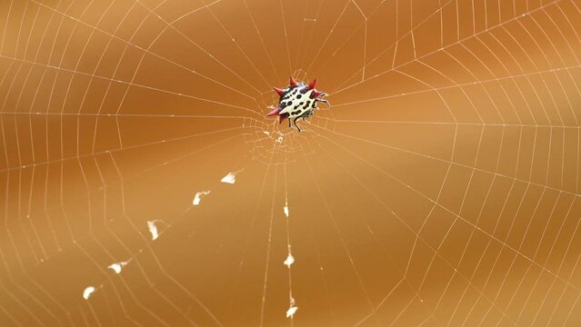 Gasteracantha spider resting on its web against the orange blurry background