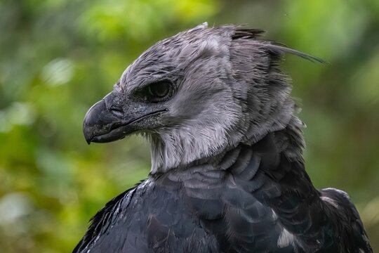 Majestic South American harpy (Harpia harpyja) in a lush green forest