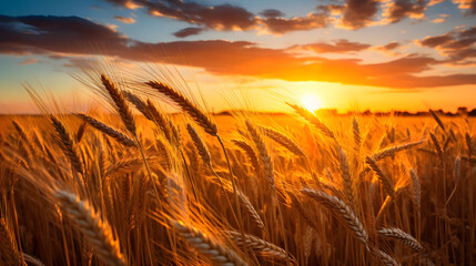 Obraz premium Breathtaking Photograph of Wheat Harvest Landscape, Portraying the Serene Beauty of Agriculture at its Zenith. Generative Ai. 