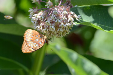butterfly on a flower