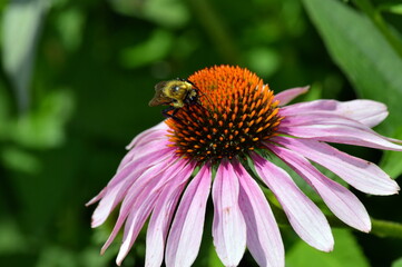 bee on a flower