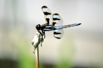 dragonfly on a branch