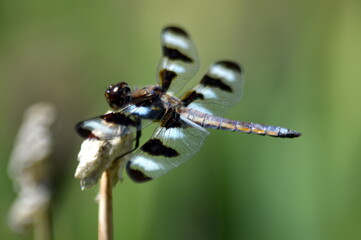 close up of a dragonfly