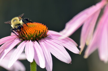 bee on flower