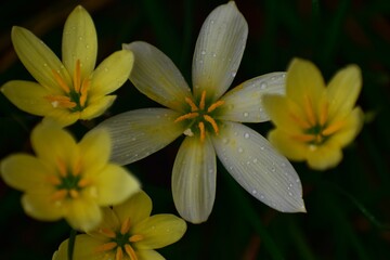 yellow lilies in rain