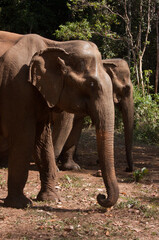Fototapeta na wymiar Two Asian elephants in the jungle in Cambodia sanctuary side by side
