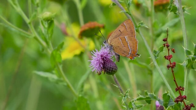 Brown Hairstreak Feeding on Creeping Thistle