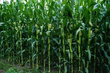 Stalks of tall green unripe corn with a unripe corn. Maize plantation. Corn planting field or cornfield. Agriculture.