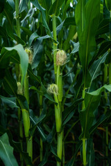 Unripe corn cobs growing on a maize plantation Corn planting field or cornfield. Stalks of tall green unripe corn with a unripe corn. Agriculture.