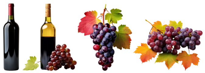 Set of autumn grape harvest. Collection of wine bottles. Red wine in glass bottles. Clusters of grapes with yellow-red leaves. Isolated on a transparent background.