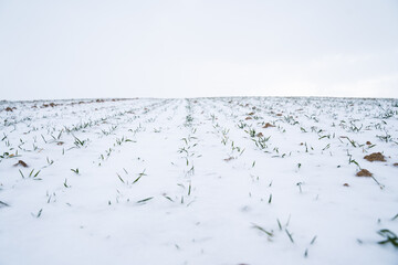 Landscape of wheat agricultural field covered with snow in winter season. Agriculture process with a crop cultures.