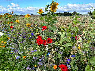 Wild flowers in a field outside Aalborg in North Jutland