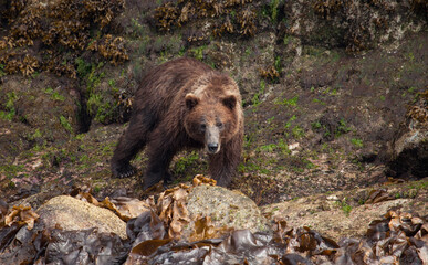Powerful grizzly bear staring right at me from a few feet away. I took these photos from a kayak in a wild Alaskan river.