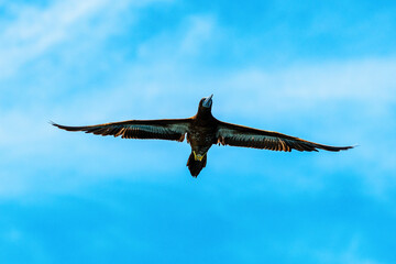Brown Booby in flight