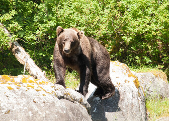 Powerful grizzly bear staring right at me from a few feet away. I took these photos from a kayak in a wild Alaskan river.