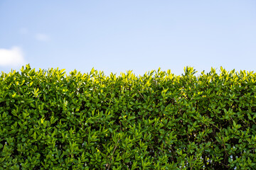Green leaves wall texture of decorative plant with a clear blue sky. Bush in the garden, decorative plant, close-up texture of green leaves, evergreen shrub, natural pattern.