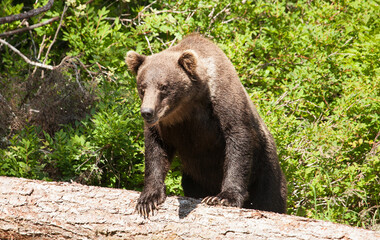 Powerful closeup of a grizzly brown bear in Alaska walking right towards me