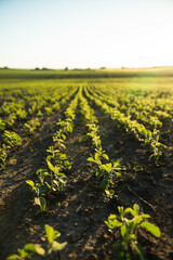 Soy beans planted on fertile soil. Vegetable garden, agriculture, rural, business. Rows of soy plants on an agricultural plantation. Selective focus.
