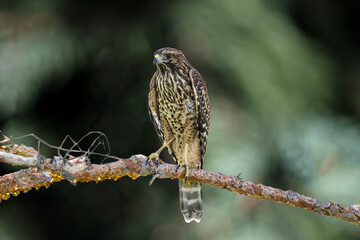 Red-tailed Hawk (Buteo jamaicensis) Juvenile Perched
