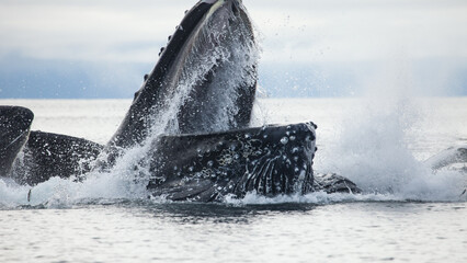 Incredible up close shot of a humpback whale bubble net feeding at the surface with open mouth, blasting through the surface of the water