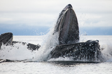 Incredible up close shot of a humpback whale bubble net feeding at the surface with open mouth, blasting through the surface of the water