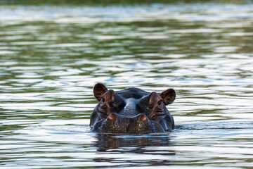 A hippo looking into the camera while swimming in Okavango river