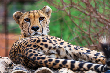 Closeup of a cheetah living at Okambara Elephant Lodge, Namibia