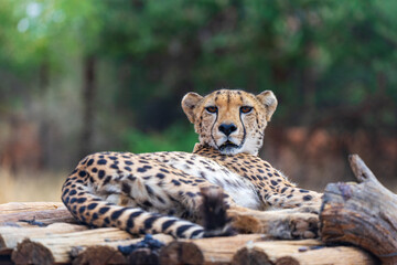 Closeup of a cheetah living at Okambara Elephant Lodge, Namibia