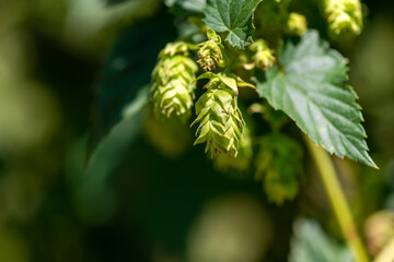 Cones of unripe young hops on a sunny day macro - 631566507