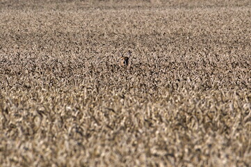 Fototapeta na wymiar Capreolus capreolus aka european roe deer is hidden in rye field and looking to the photographer. Summer morning, Czech republic nature.