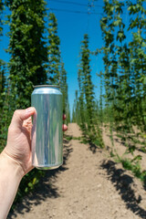 A man's hand holds a clean aluminum beer can without a logo on the background of a field of hops. Vertical - 631566563