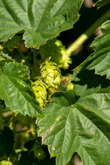 Cones of unripe young hops on a sunny day close-up - 631566711