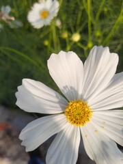 Fototapeta premium white daisy in the garden