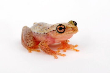 juvenile Blue-back reed frog // junger Madagaskar-Riedfrosch (Heterixalus madagascariensis)